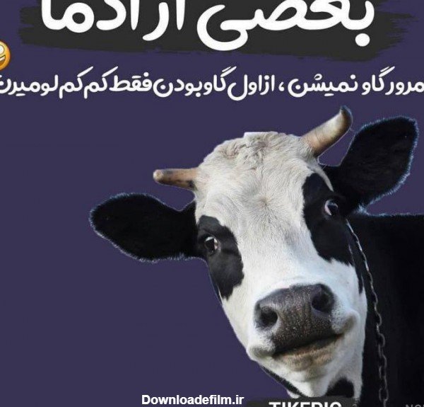 عکس گاو برای پروفایل