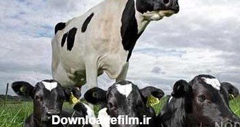 عکس گاو برای پروفایل