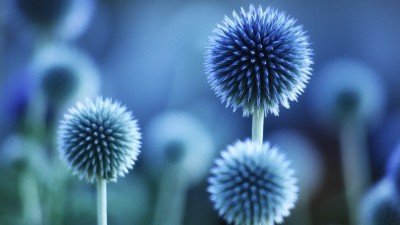  عکس فول اچ دی برای بک گراند کامپیوتر
