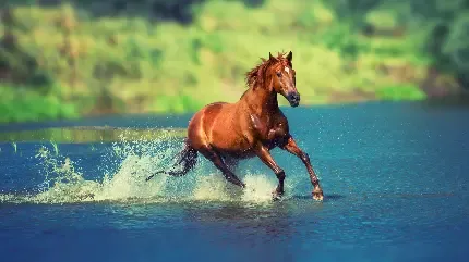  عکس اسب با کیفیت فول اچ دی