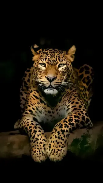  تصویر زمینه پلنگ وحشی