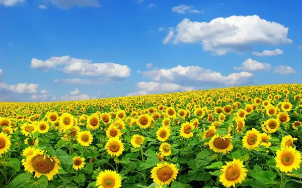  عکس گل آفتابگران برای پروفایل با کیفیت بالا