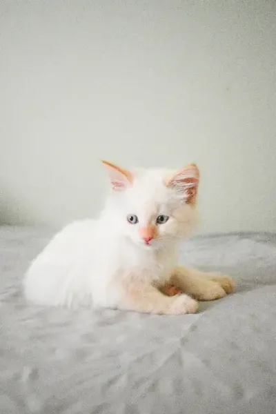  تصویر زمینه گربه بامزه کوچولو