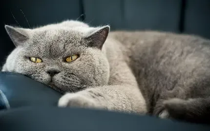  عکس گربه کوچولو پشمالو برای دسکتاپ