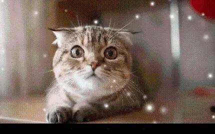  عکس گربه کوچولو پشمالو برای دسکتاپ