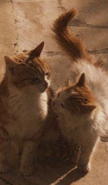  عکس گربه برای پس زمینه گوشی