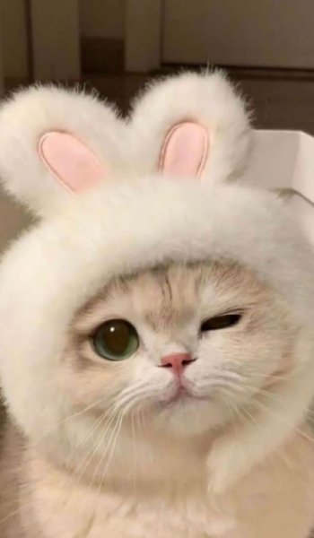  عکس گربه برای پس زمینه گوشی