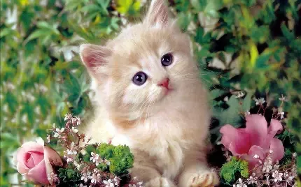  عکس پس زمینه گربه ملوس خانگی