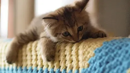  عکس پس زمینه گربه ملوس خانگی