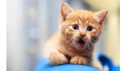  عکس پس زمینه گربه گوگولی