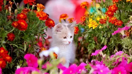  عکس پس زمینه گربه گوگولی