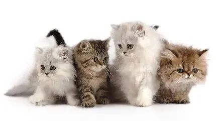  عکس پس زمینه گربه گوگولی