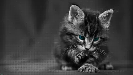  عکس پس زمینه گربه گوگولی