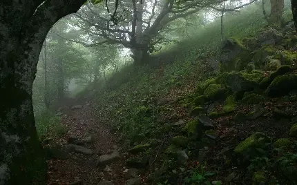تصویر زمینه جنگل ترسناک