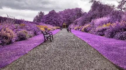  عکس تصویر زمینه مزارع برنج در کشور چین