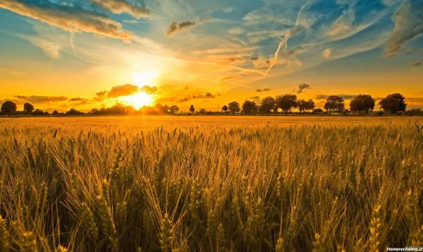  عکس شالیزار گندم