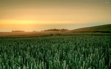  عکس گندم زار زیبا