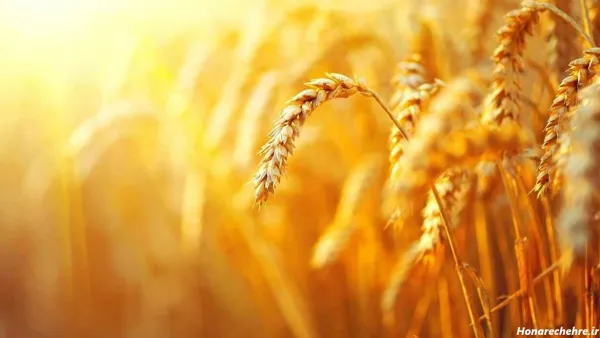  عکس گندم زار برای جذب ثروت