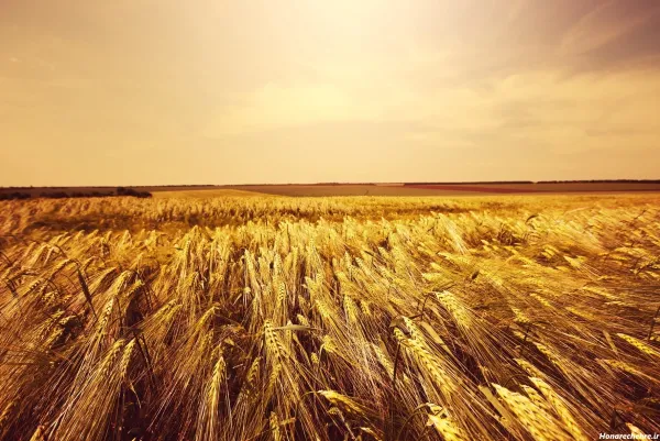  عکس گندم زار برای جذب ثروت