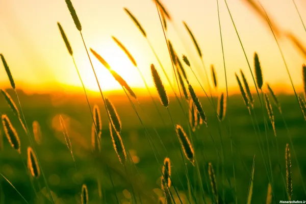  عکس گندم زار برای جذب ثروت