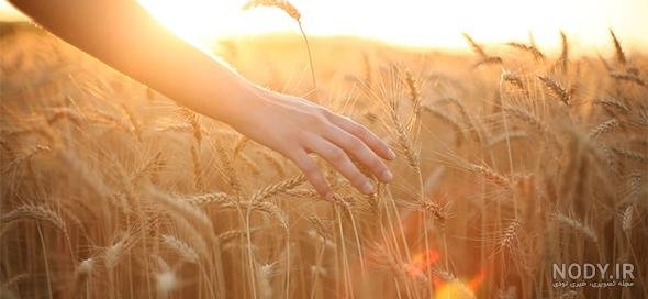  عکس گندم زار عاشقانه