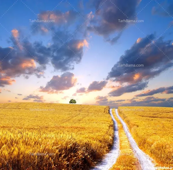  عکس گندم برای پروفایل