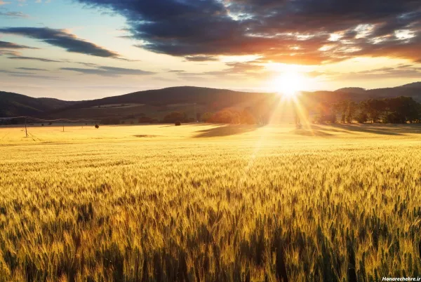  عکس گندم برای پروفایل