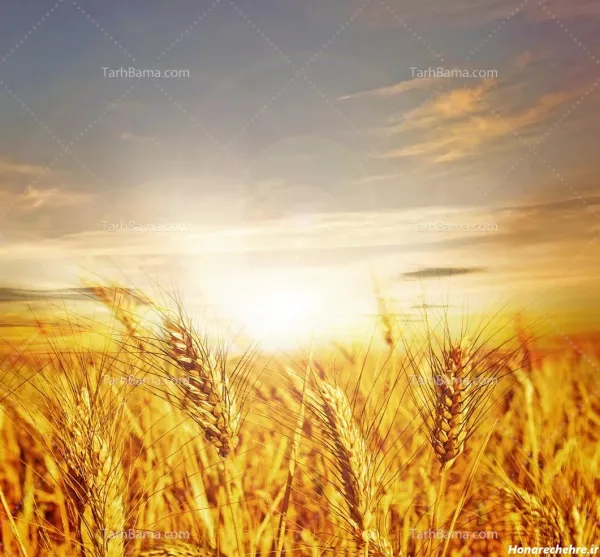  عکس گندم برای پروفایل