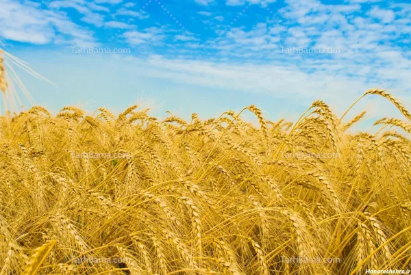  عکس گندم برای پروفایل