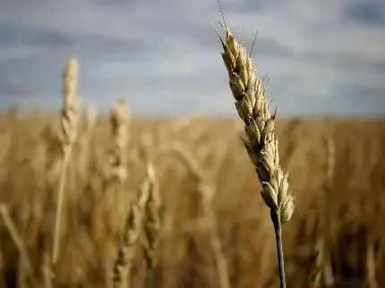  عکس گندم زار برای بک گراند گوشی