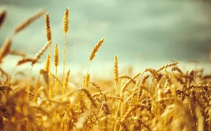  عکس گندم زار برای بک گراند گوشی