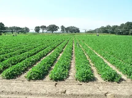  عکس گندم زار برای بک گراند گوشی