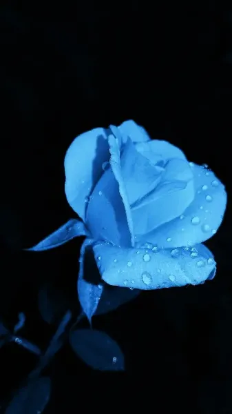  عکس گل با کیفیت فول اچ دی