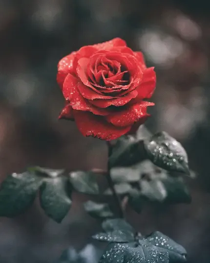  عکس گل با کیفیت فول اچ دی