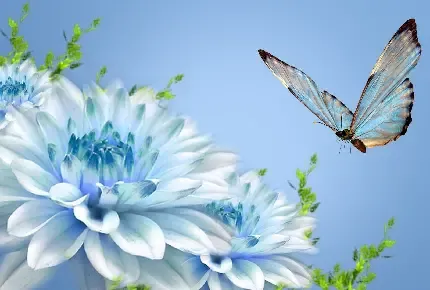  عکس پروانه با کیفیت فول اچ دی