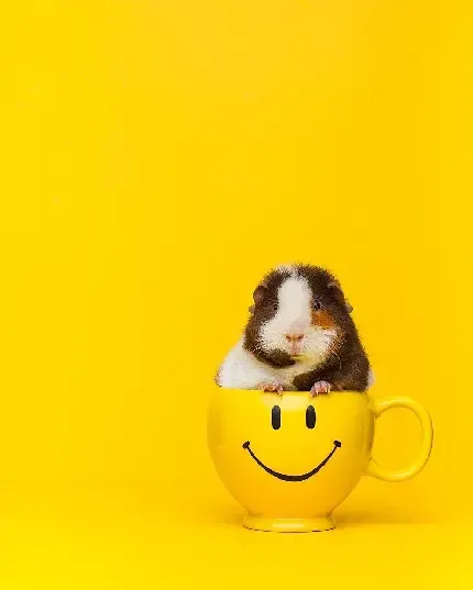  عکس زرد کیوت