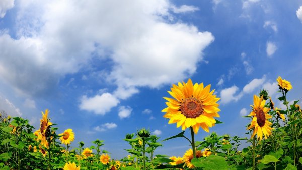  عکس باکیفیت از طبیعت برای تصویر زمینه