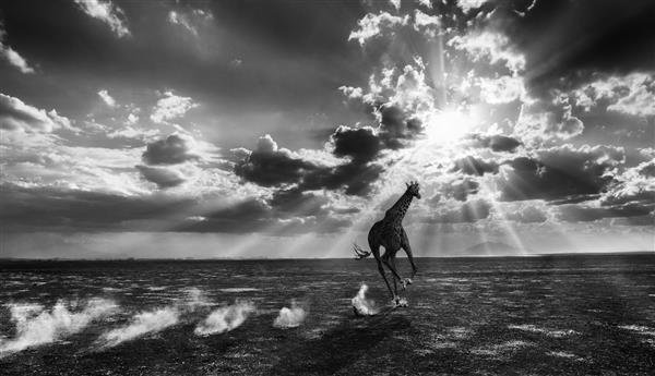  عکس زرافه برای پروفایل