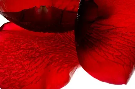  تصویر زمینه موبایل دخترانه قرمز