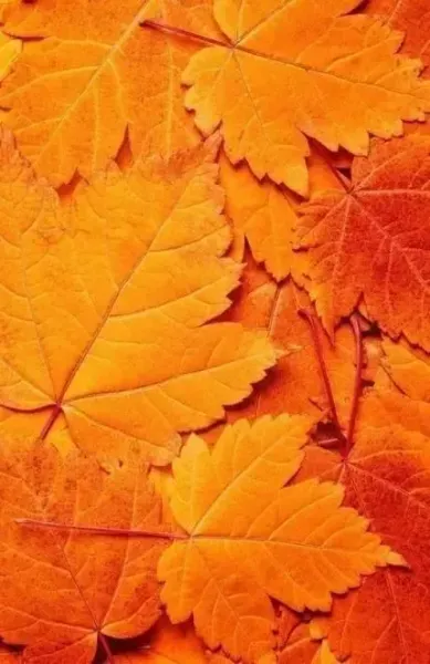  عکس نارنجی کیوت