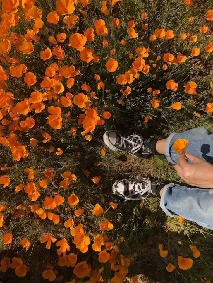  عکس نارنجی کیوت