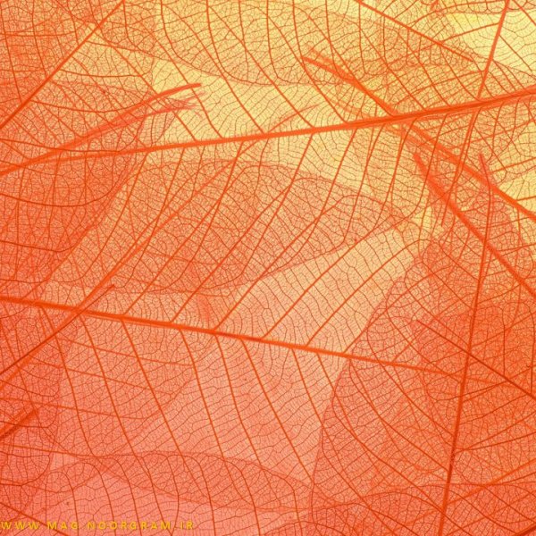  عکس نارنجی برای پروفایل