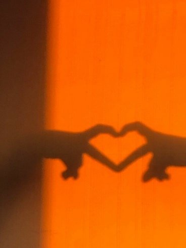  عکس پس زمینه نارنجی کیوت