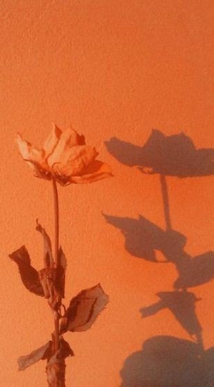  عکس پس زمینه نارنجی کیوت