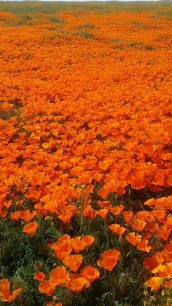  عکس پس زمینه نارنجی کیوت
