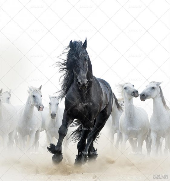  تصویر اسب سیاه زیبا برای پروفایل