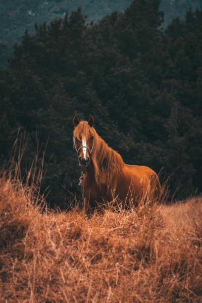  تصویر زمینه اسب سفید با کیفیت عالی