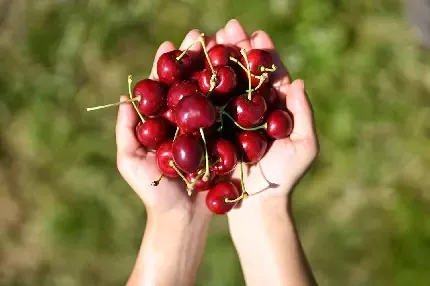  عکس آلبالو فانتزی با کیفیت بالا