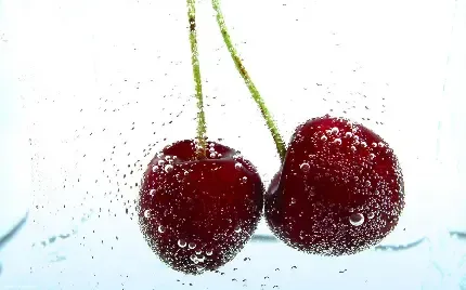  عکس آلبالو فانتزی با کیفیت بالا