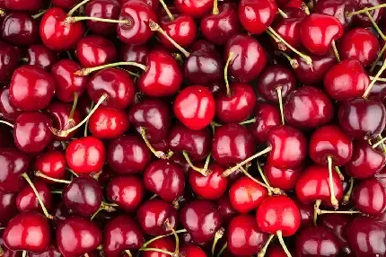  عکس آلبالو فانتزی با کیفیت بالا